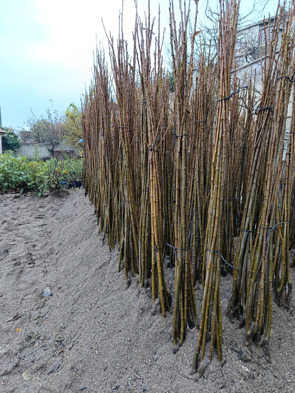 MARİGULE KESTANE FİDANI 